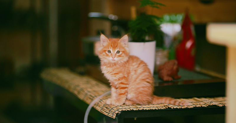 Ginger cat at home with cute face.