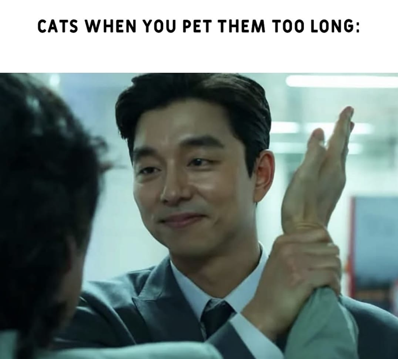 CATS WHEN YOU PET THEM TOO LONG: