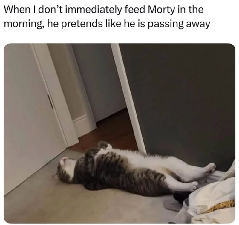 When I don't immediately feed Morty in the morning, he pretends like he is passing away