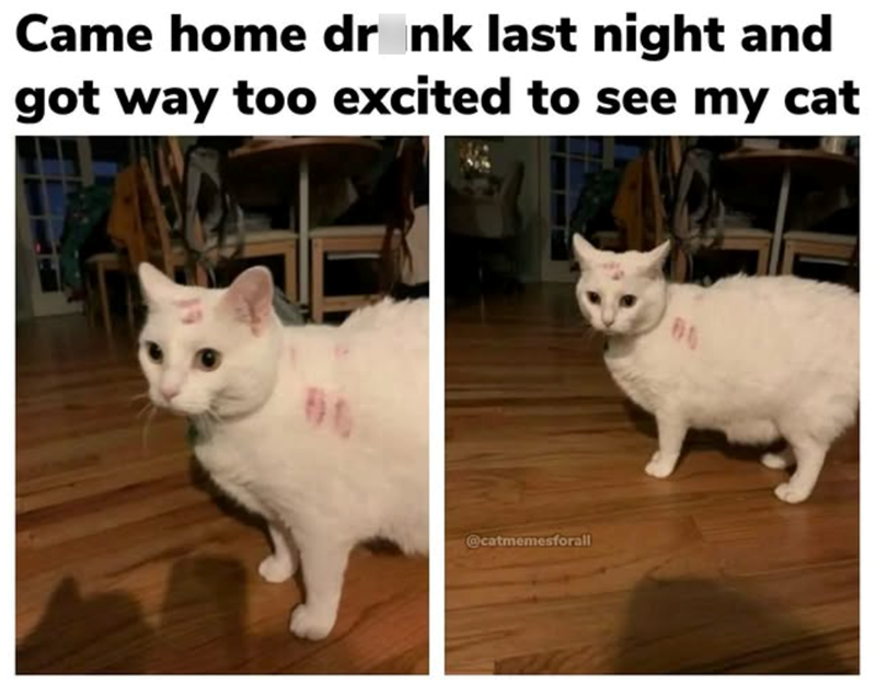 Came home drank last night and got way too excited to see my cat @catmemesforall