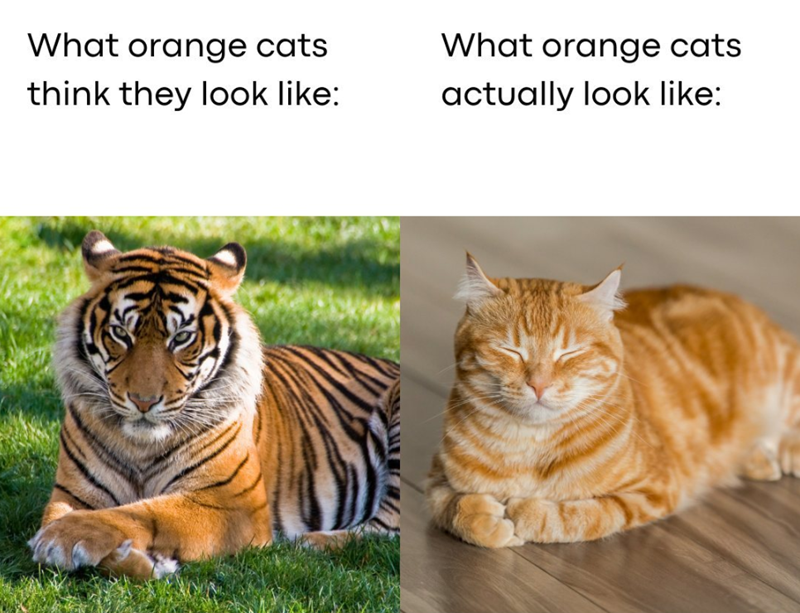 What orange cats think they look like: What orange cats actually look like: