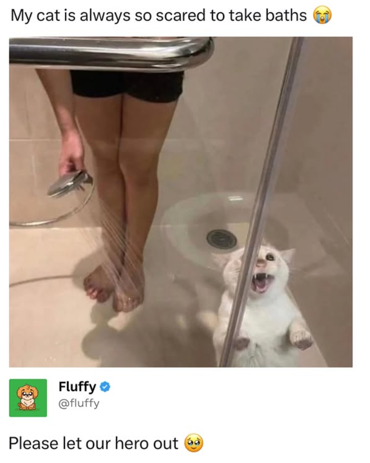 My cat is always so scared to take baths Fluffy @fluffy Please let our hero out à