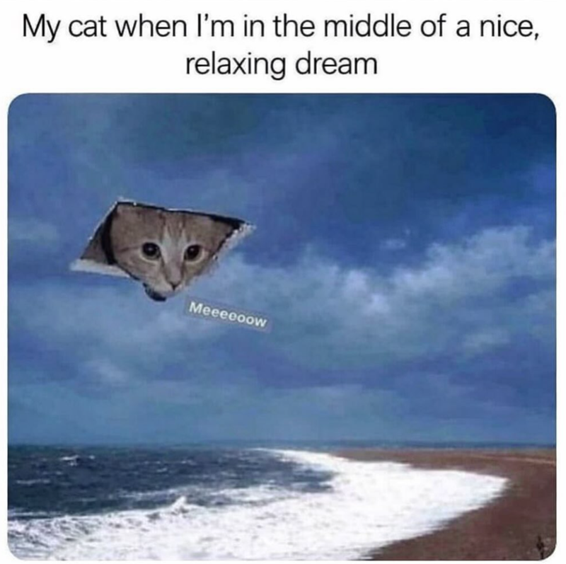 My cat when I'm in the middle of a nice, relaxing dream Meeeeoow