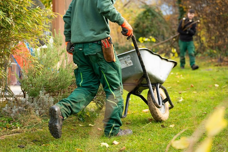 A landscaper pulls a wheelbarrow while working on a front lawn.