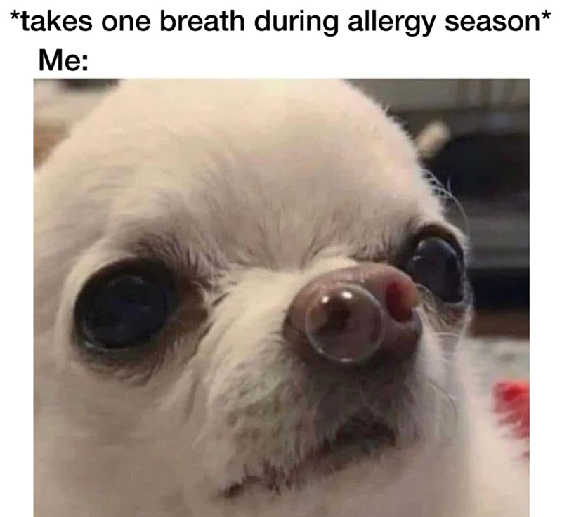*takes one breath during allergy season* Me: