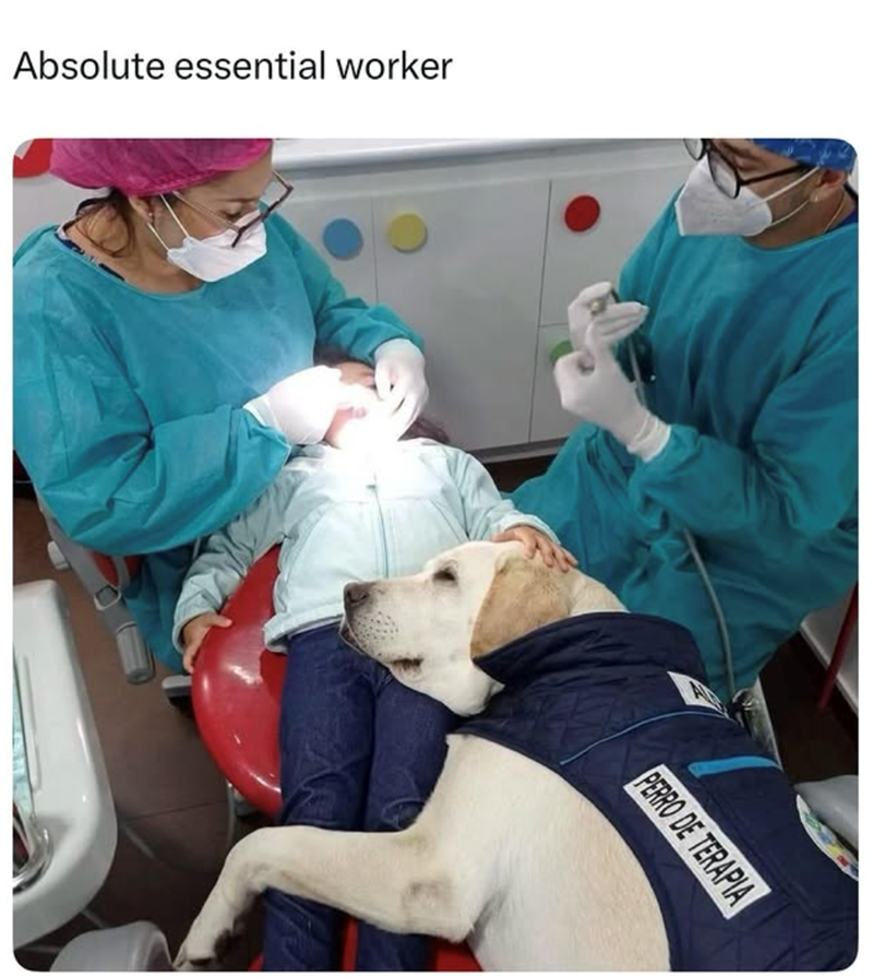 Absolute essential worker PERRO DE TERAPIA