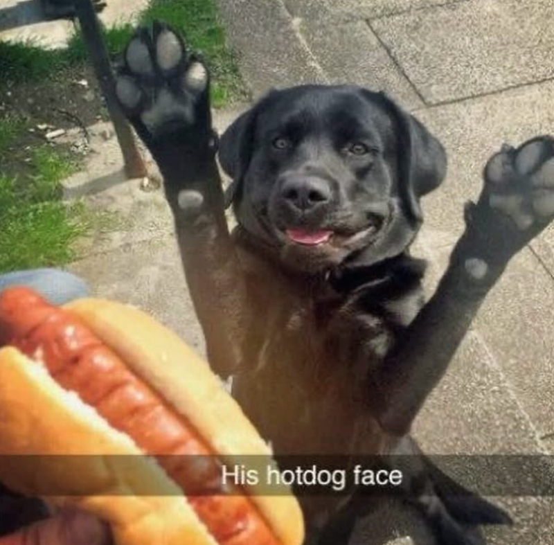 His hotdog face