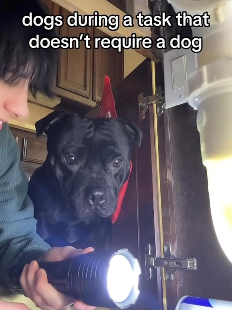 dogs during a task that doesn't require a dog