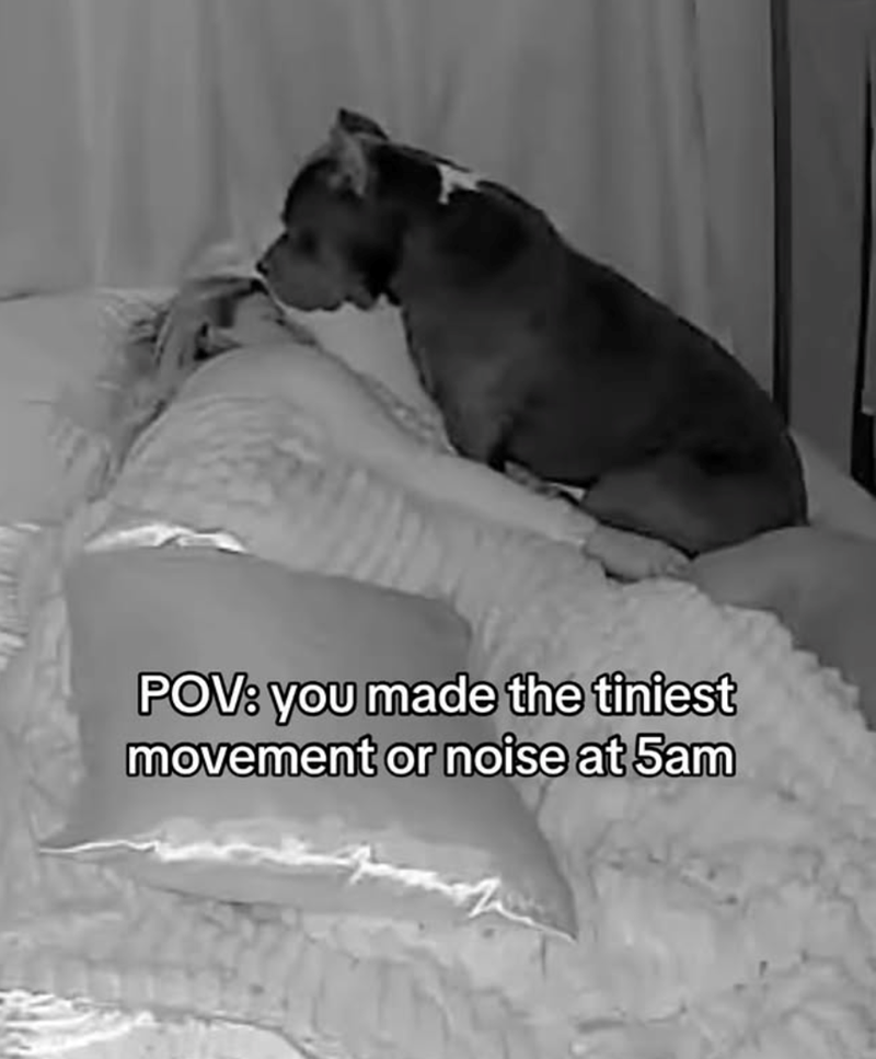 POV: you made the tiniest movement or noise at 5am