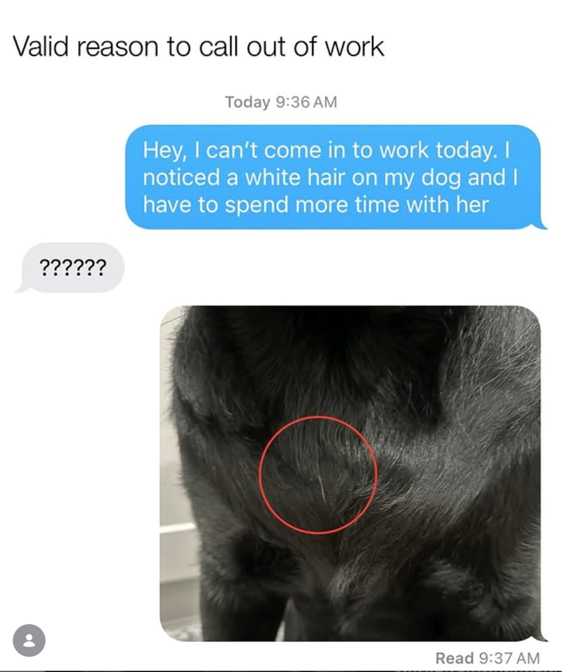 Valid reason to call out of work ?????? Today 9:36 AM Hey, I can't come in to work today. I noticed a white hair on my dog and I have to spend more time with her Read 9:37 AM
