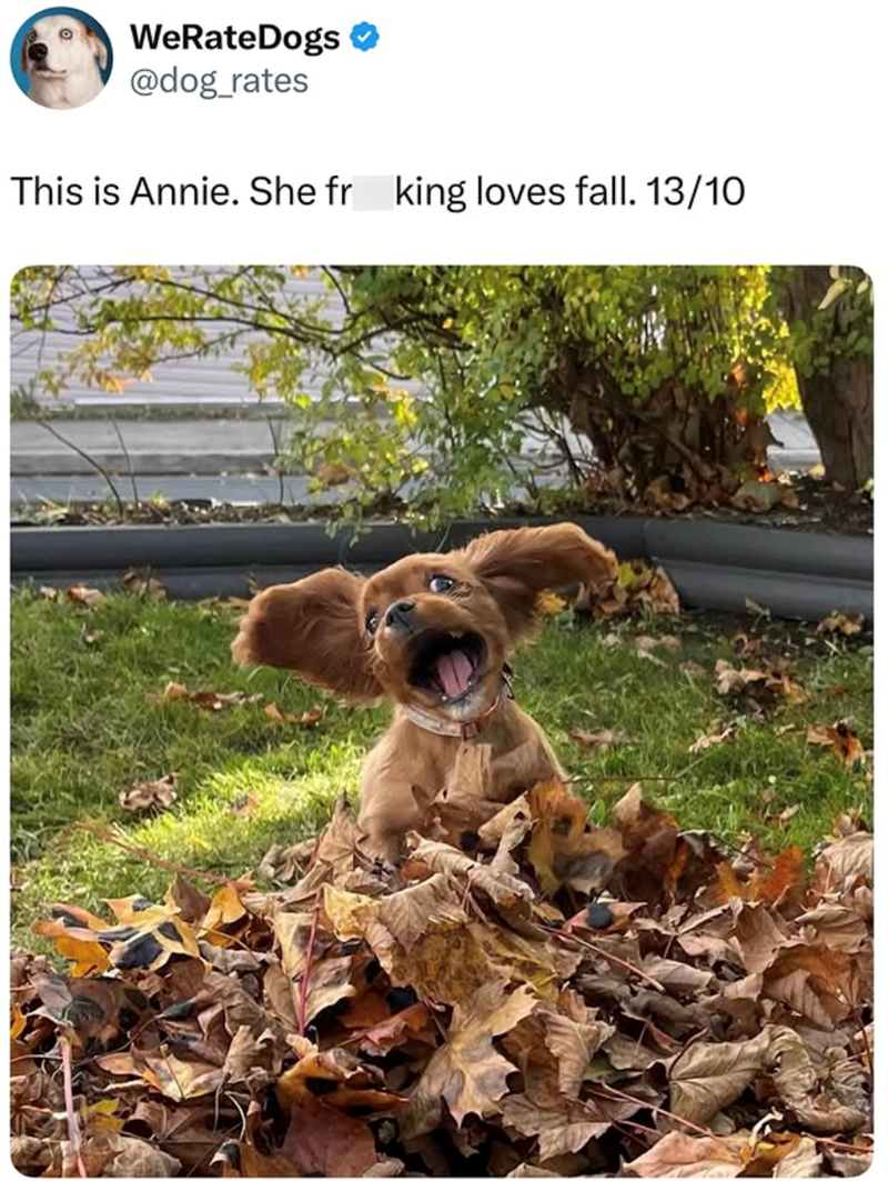 WeRateDogs @dog_rates This is Annie. She fr king loves fall. 13/10