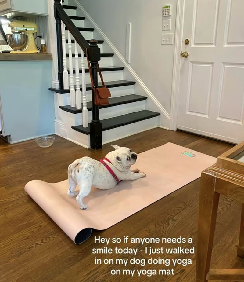 Hey so if anyone needs a smile today- I just walked in on my dog doing yoga on my yoga mat