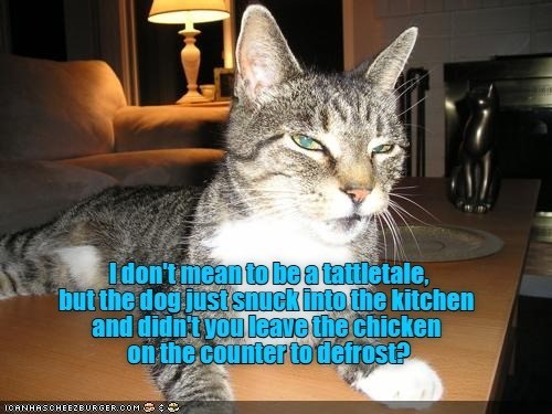 Cheezburger Image 10628965120