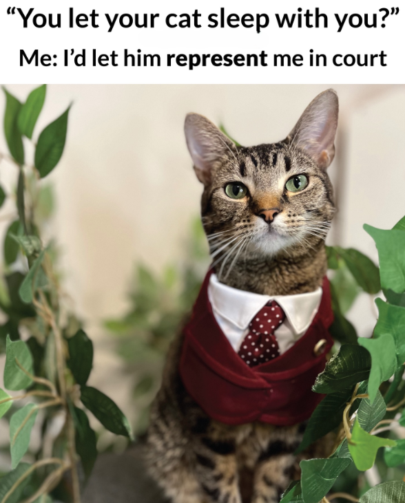 "You let your cat sleep with you?" Me: I'd let him represent me in court