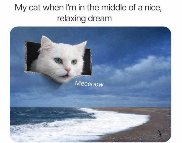 My cat when I'm in the middle of a nice, relaxing dream Meeeoow