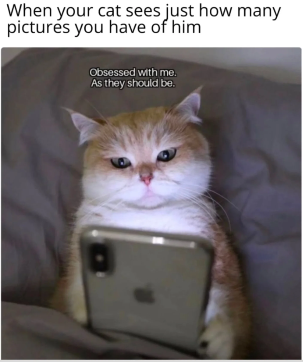 When your cat sees just how many pictures you have of him Obsessed with me. As they should be.