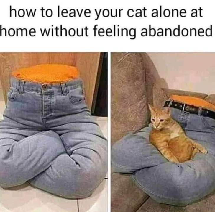 how to leave your cat alone at home without feeling abandoned