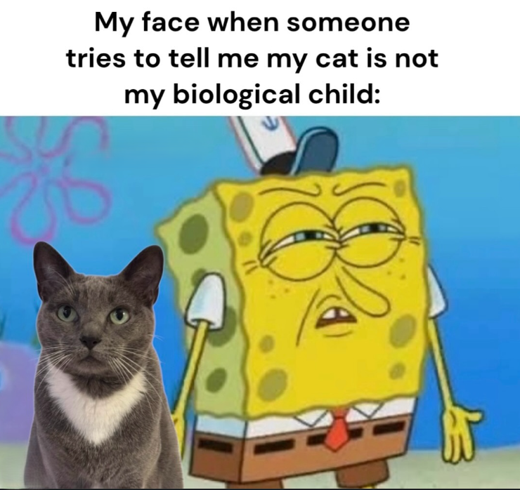 My face when someone tries to tell me my cat is not my biological child: