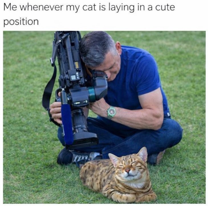 Me whenever my cat is laying in a cute position