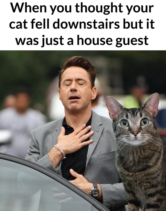 When you thought your cat fell downstairs but it was just a house guest