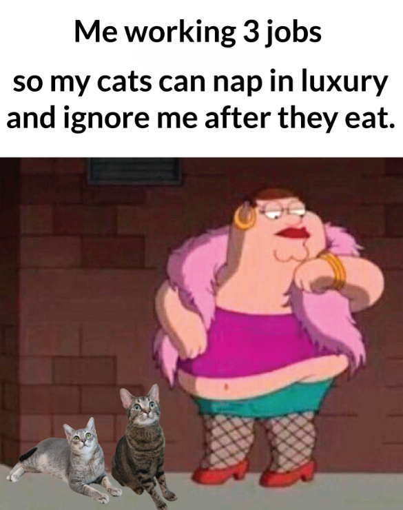 Me working 3 jobs so my cats can nap in luxury and ignore me after they eat.