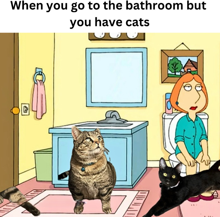 When you go to the bathroom but you have cats प्र
