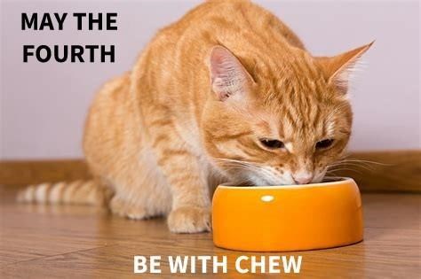 Cheezburger Image 10628992512