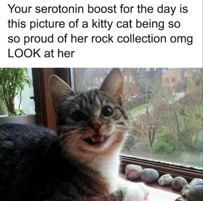 Your serotonin boost for the day is this picture of a kitty cat being so so proud of her rock collection omg LOOK at her