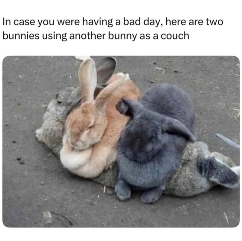 In case you were having a bad day, here are two bunnies using another bunny as a couch