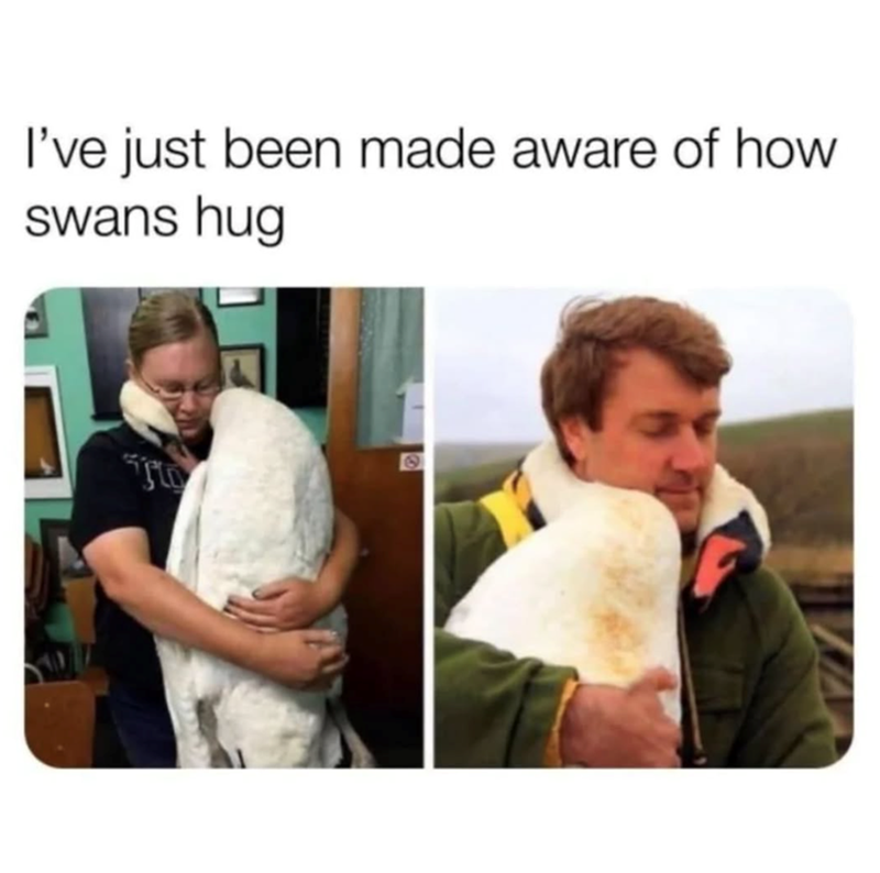 I've just been made aware of how swans hug To