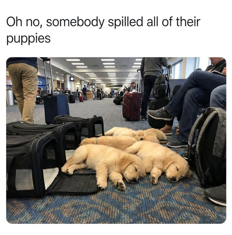 Oh no, somebody spilled all of their puppies