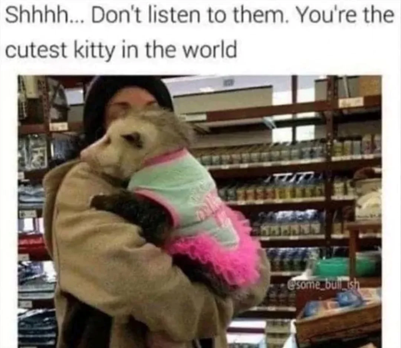 Shhhh... Don't listen to them. You're the cutest kitty in the world @some bullish