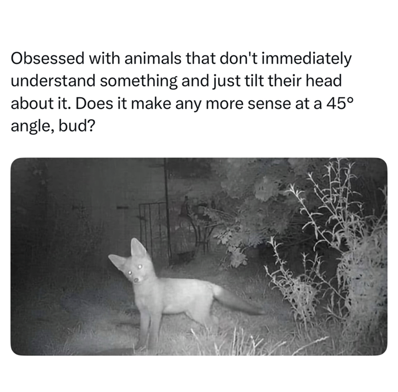 Obsessed with animals that don't immediately understand something and just tilt their head about it. Does it make any more sense at a 45° angle, bud?