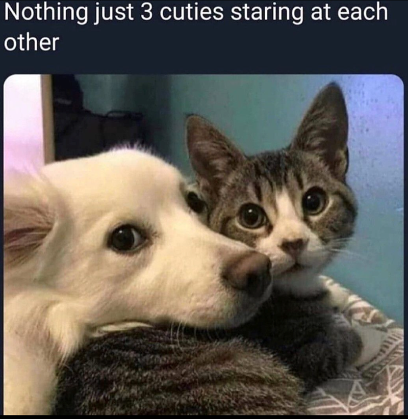 Nothing just 3 cuties staring at each other