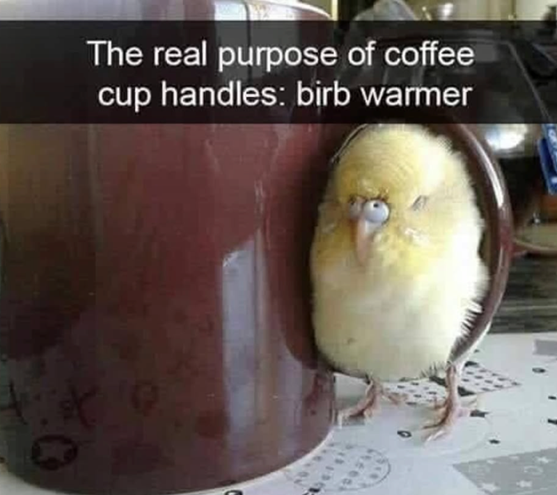 The real purpose of coffee cup handles: birb warmer *