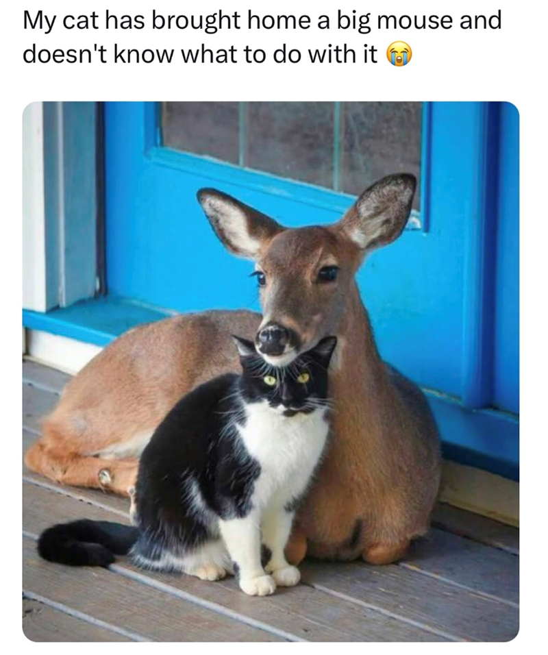 My cat has brought home a big mouse and doesn't know what to do with it