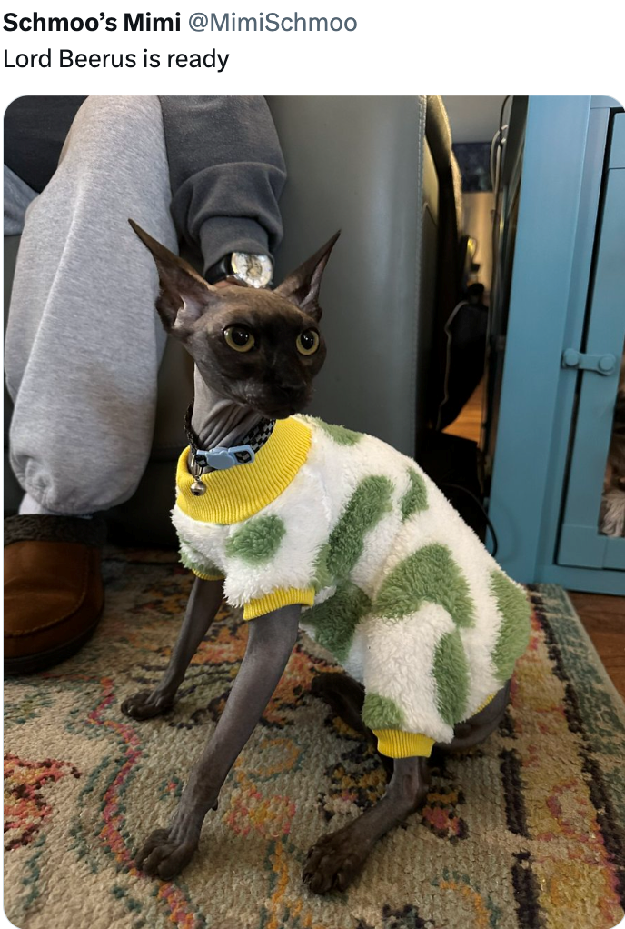 Schmoo's Mimi @MimiSchmoo Lord Beerus is ready