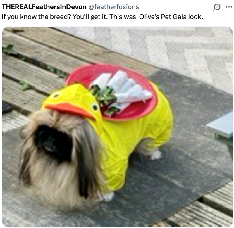 THEREALFeathersInDevon @featherfusions If you know the breed? You'll get it. This was Olive's Pet Gala look. ...