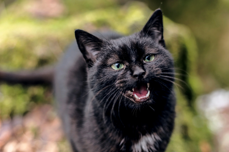 Green eyed black cat meowing outside.