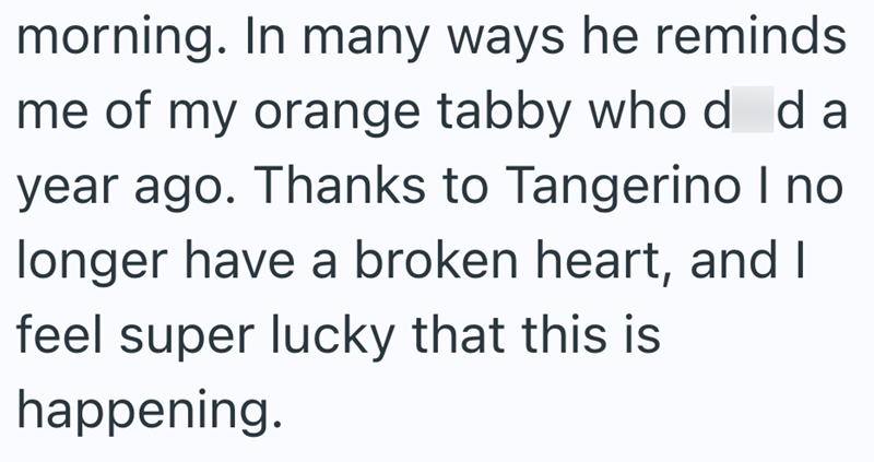 morning. In many ways he reminds me of my orange tabby whod da year ago. Thanks to Tangerino I no longer have a broken heart, and I feel super lucky that this is happening.