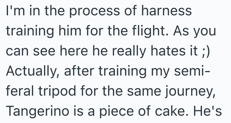 I'm in the process of harness training him for the flight. As you can see here he really hates it Actually, after training my semi- feral tripod for the same journey, Tangerino is a piece of cake. He's