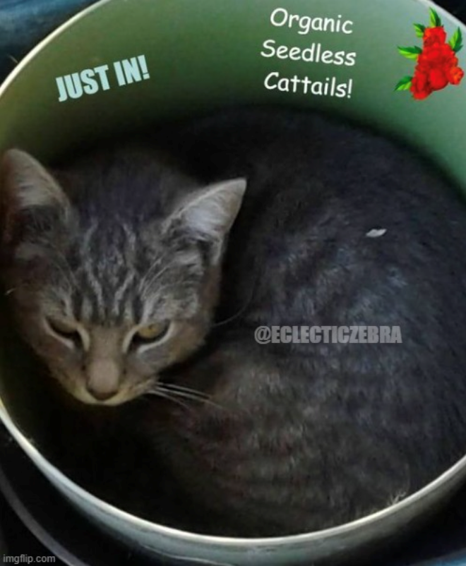 imgflip.com JUST IN! Organic Seedless Cattails! @ECLECTICZEBRA