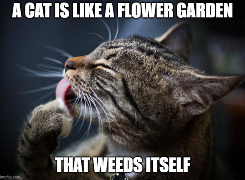 A CAT IS LIKE A FLOWER GARDEN imgflip.com THAT WEEDS ITSELF