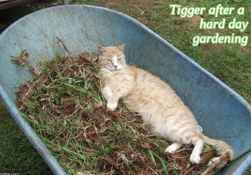 maflip.com Tigger after a hard day gardening