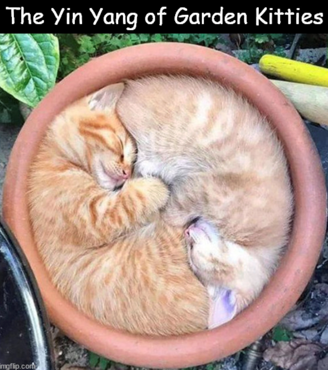 The Yin Yang of Garden Kitties imgflip.com