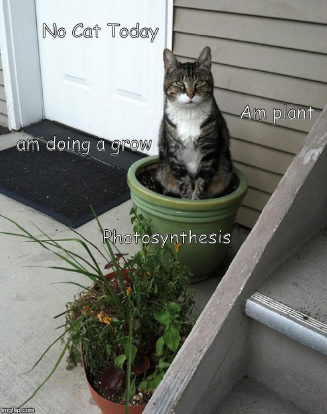 No Cat Today am doing a grow Am plant imgflip.com Photosynthesis
