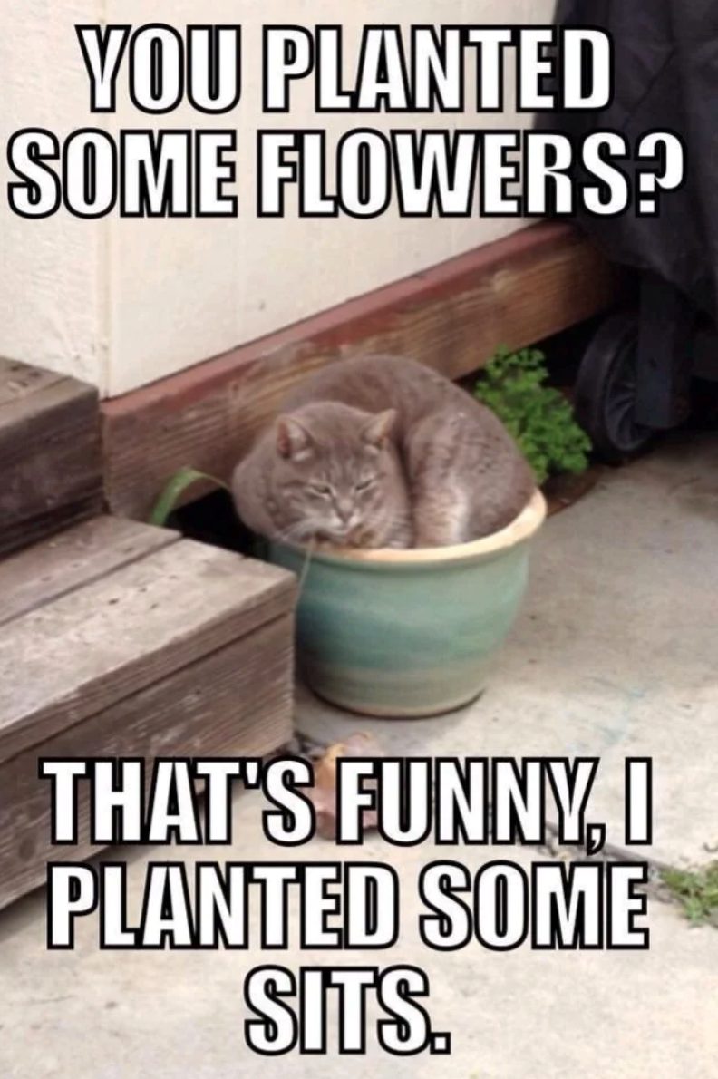 YOU PLANTED SOME FLOWERS? THAT'S FUNNY, I PLANTED SOME SITS.