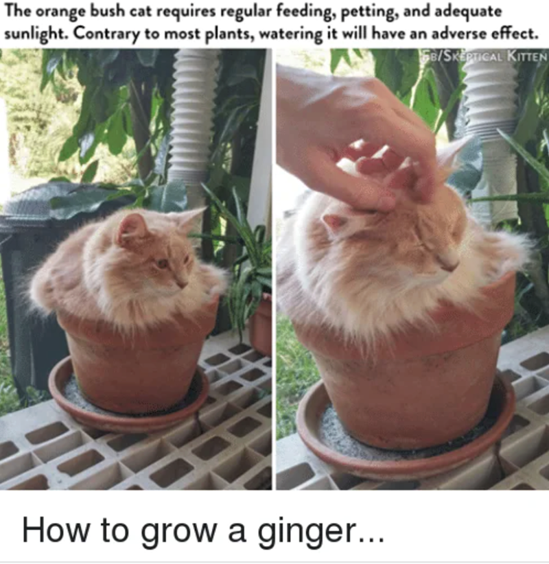 The orange bush cat requires regular feeding, petting, and adequate sunlight. Contrary to most plants, watering it will have an adverse effect. GB/SKEPTICAL KITTEN How to grow a ginger...