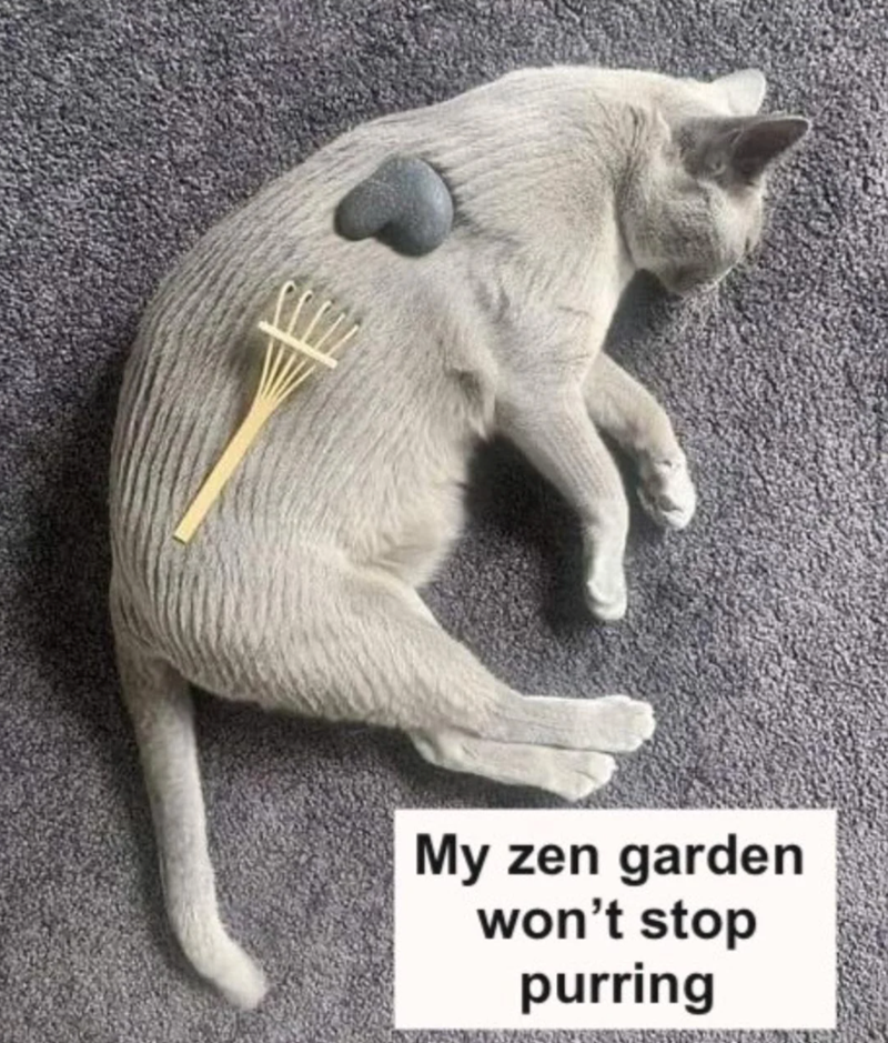 My zen garden won't stop purring
