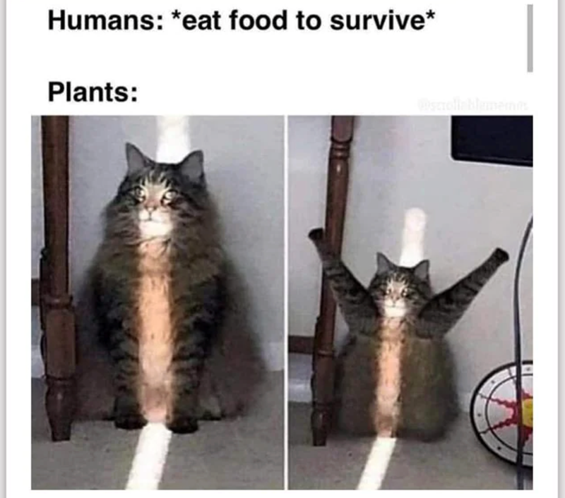 Humans: *eat food to survive* Plants: @scrollablememm